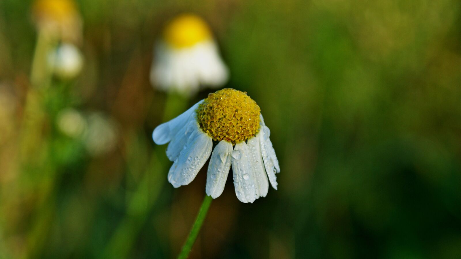 Sony Alpha DSLR-A350 sample photo. Chamomile, flower, nature photography