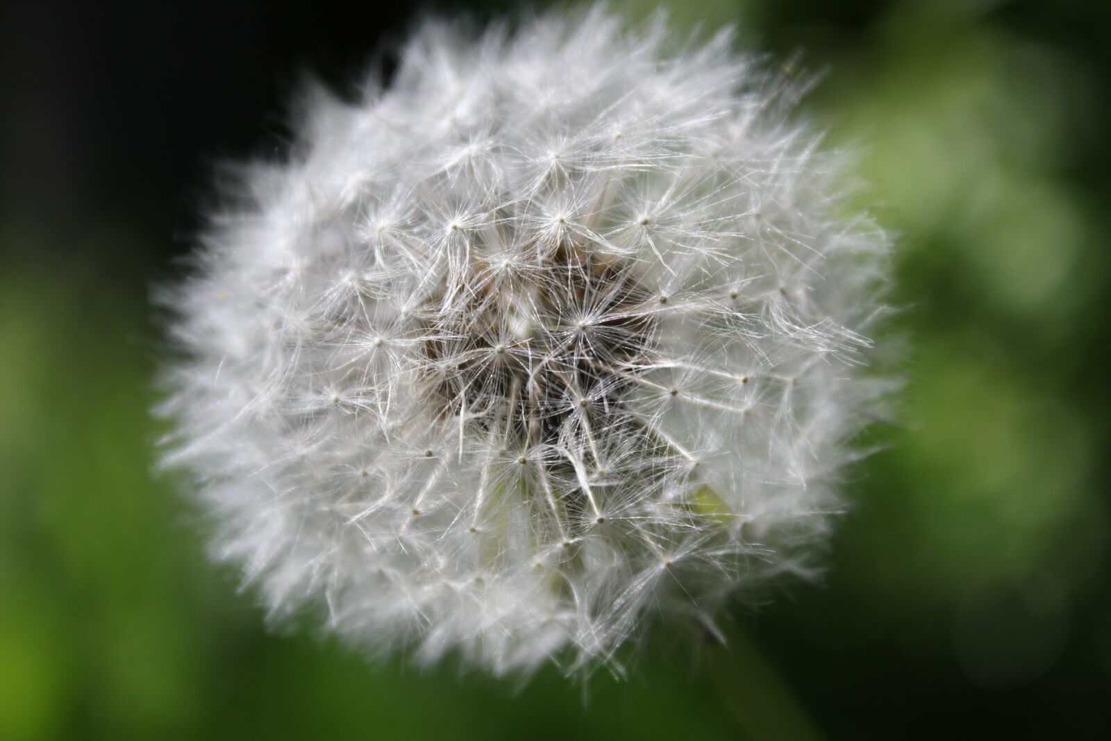 Canon EOS 550D (EOS Rebel T2i / EOS Kiss X4) sample photo. Summer, dandelion, transience photography