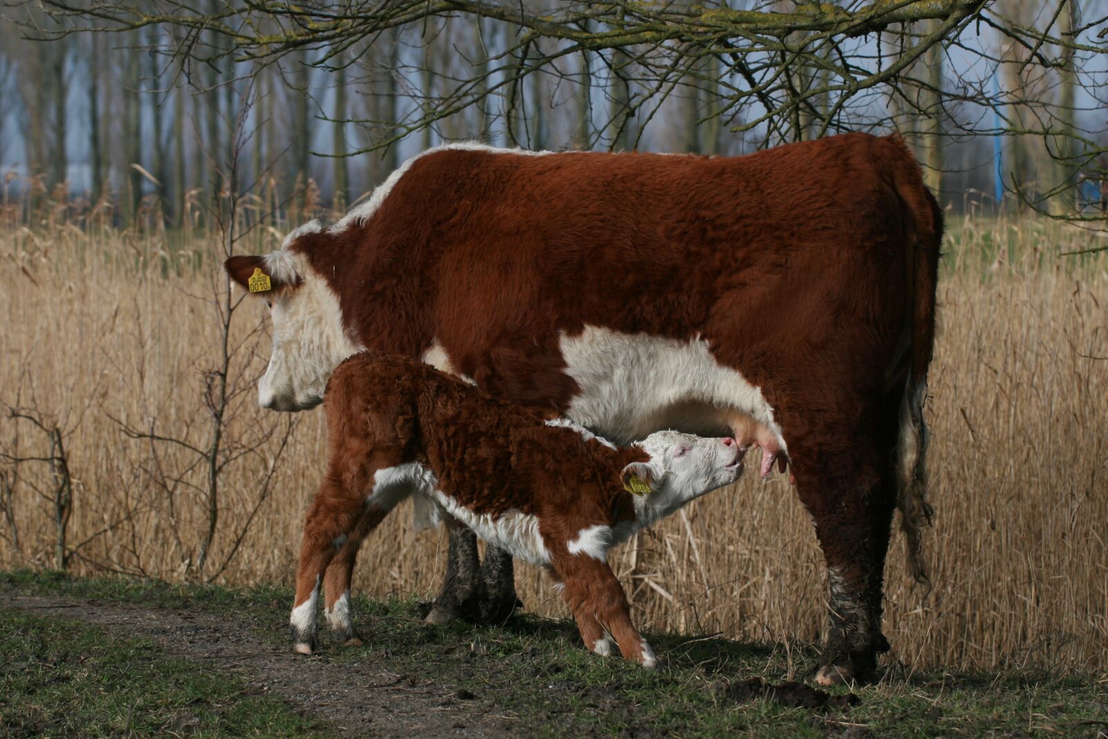 Canon EOS 30D sample photo. Mammals, cattle, farm photography