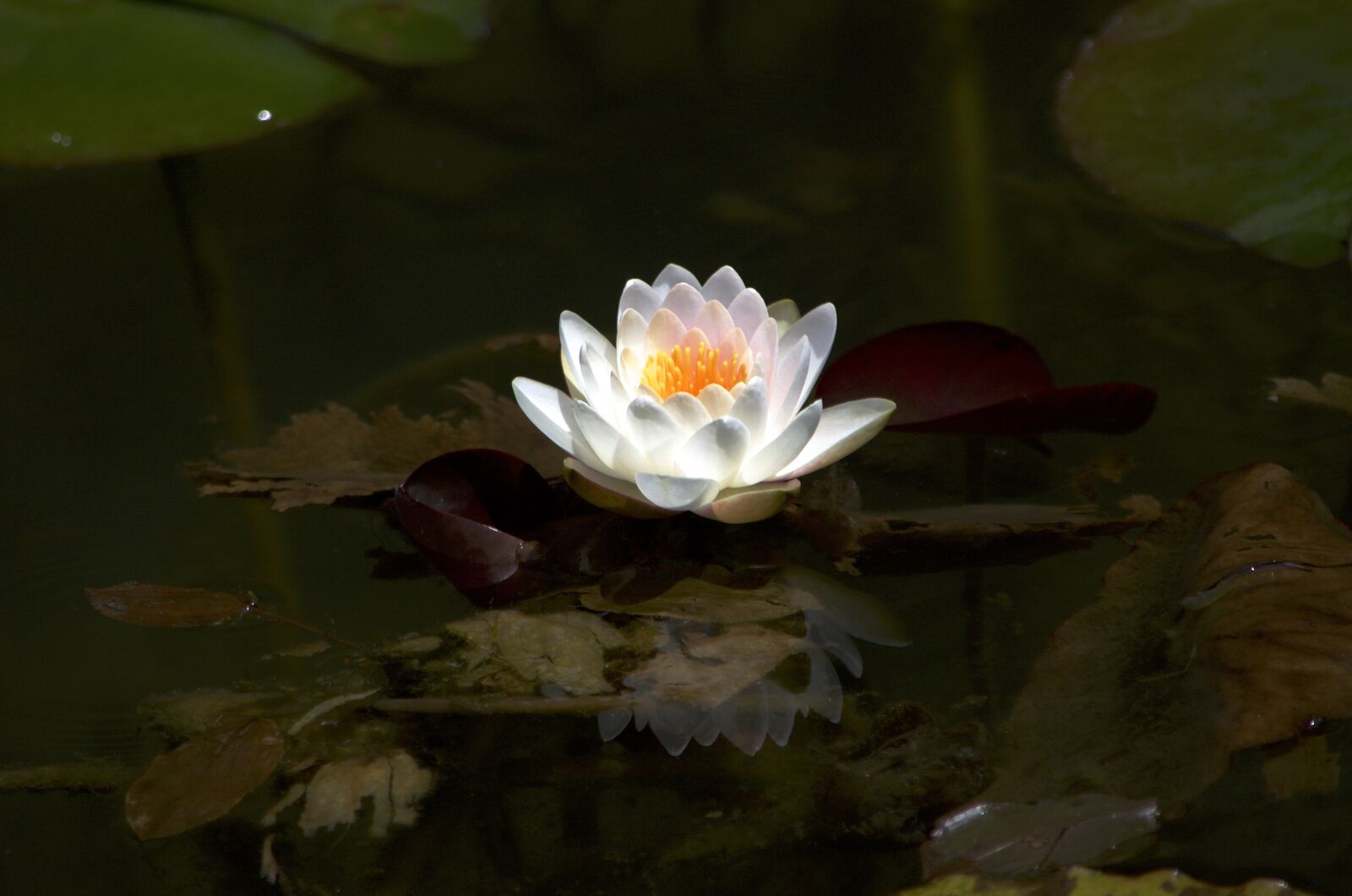 Nikon D5100 sample photo. Lotus, water lily, aquatic photography