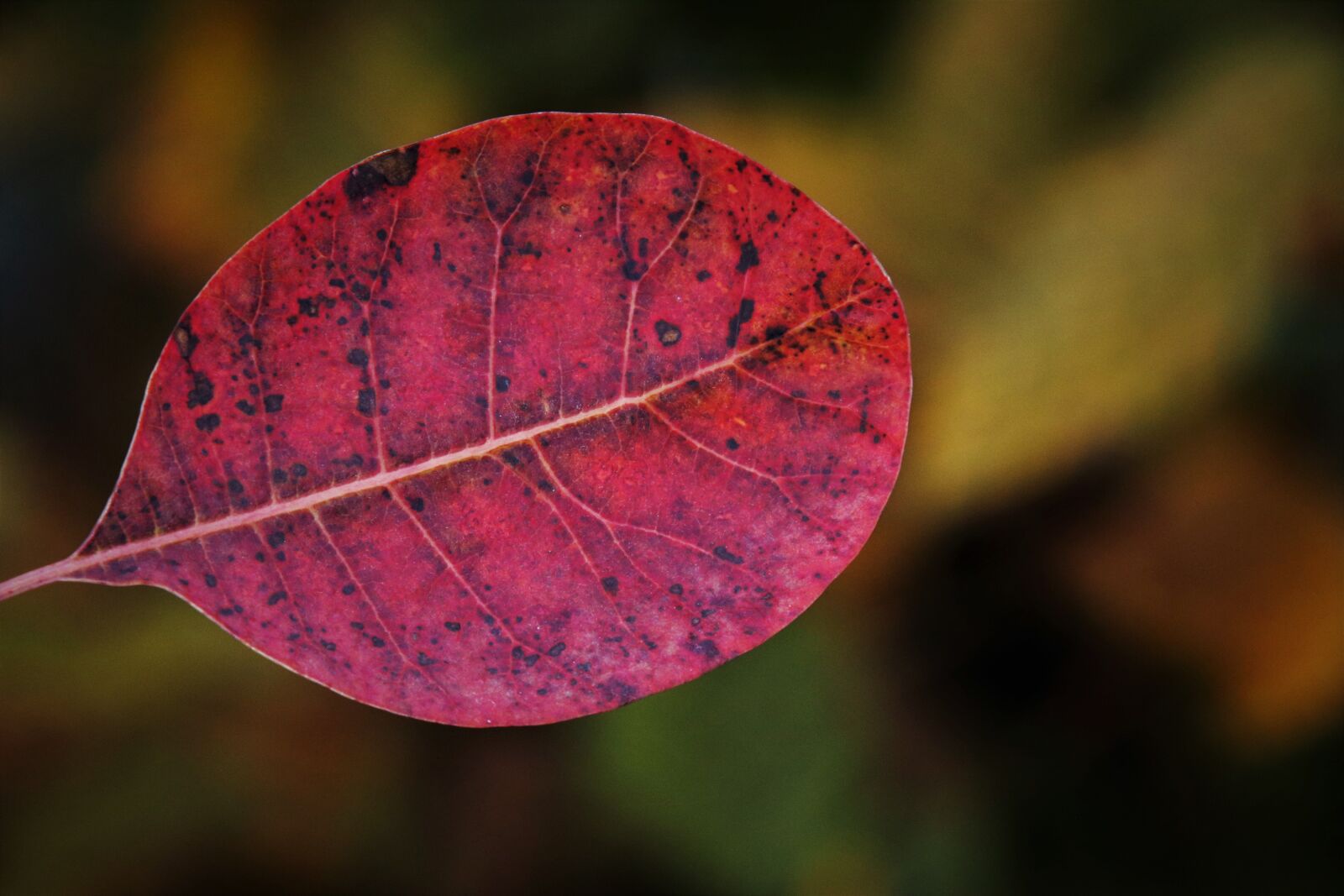 Canon EOS 80D sample photo. Autumn, lived, leaf photography
