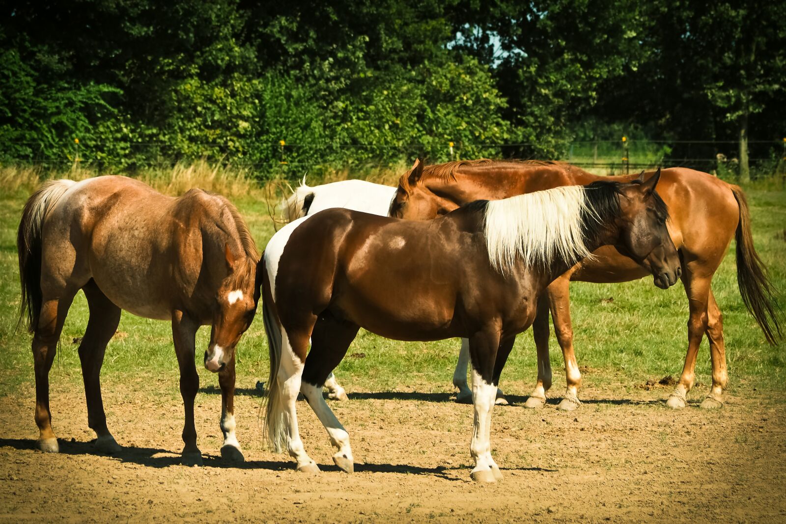 Olympus OM-D E-M10 sample photo. Horses, animal, nature photography