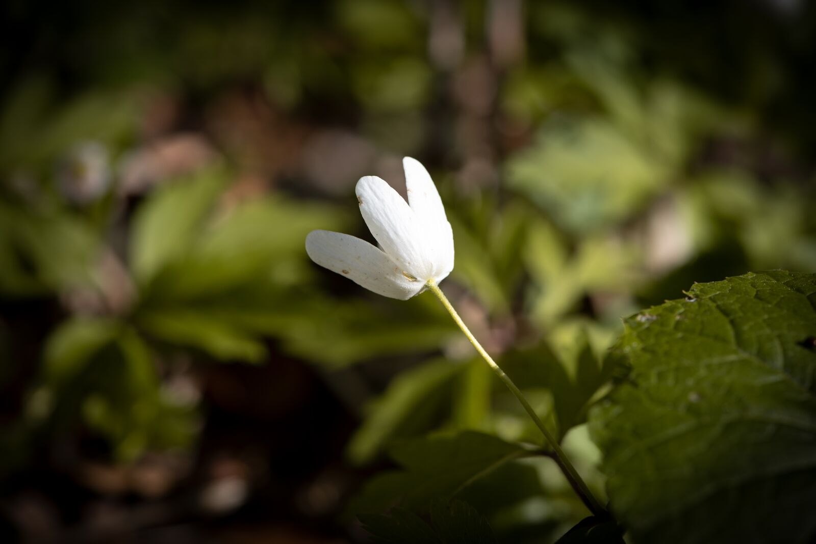 Nikon D750 sample photo. Flower, blossom, bloom photography