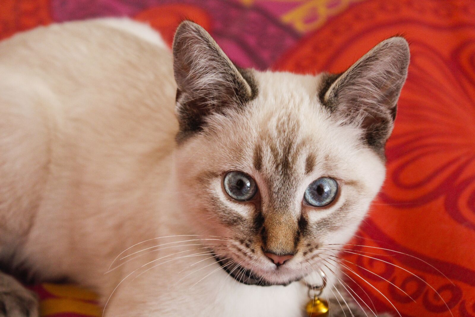 Canon EOS 1200D (EOS Rebel T5 / EOS Kiss X70 / EOS Hi) sample photo. Cat, feline, cute photography