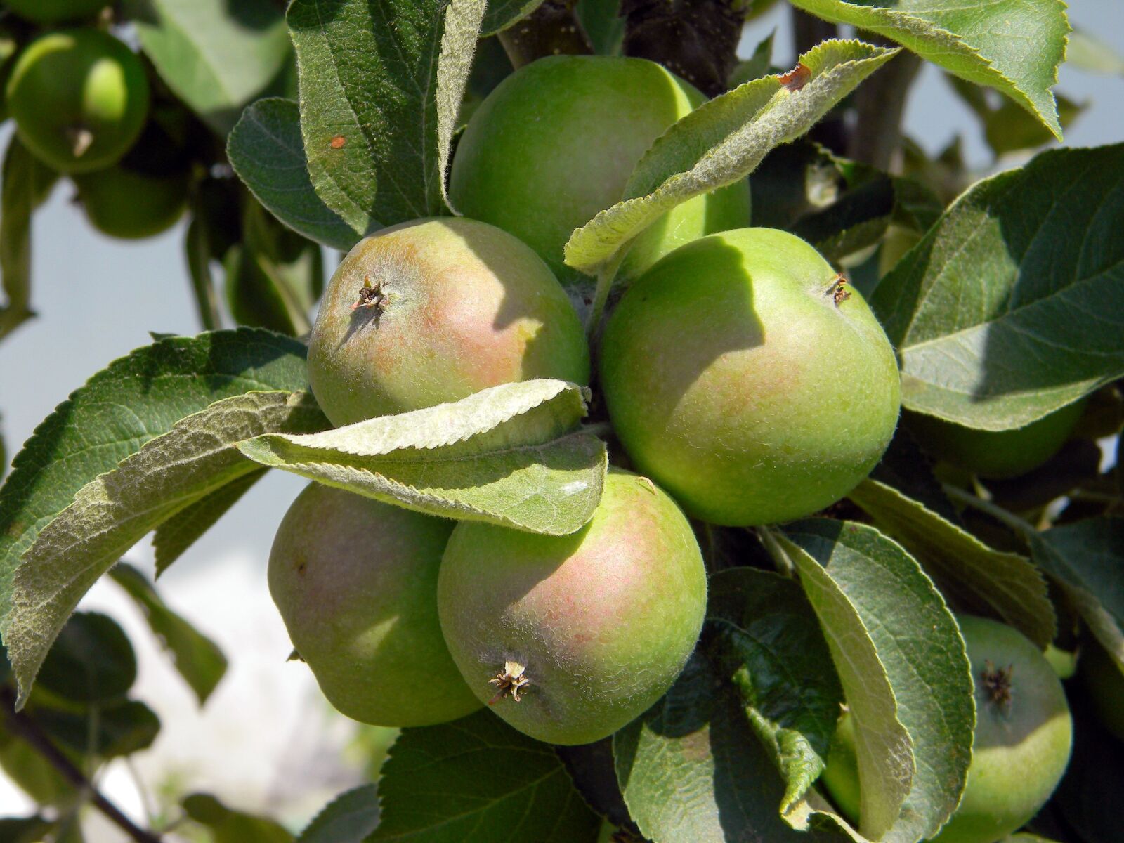 Nikon Coolpix L110 sample photo. Apple tree, apples, harvest photography