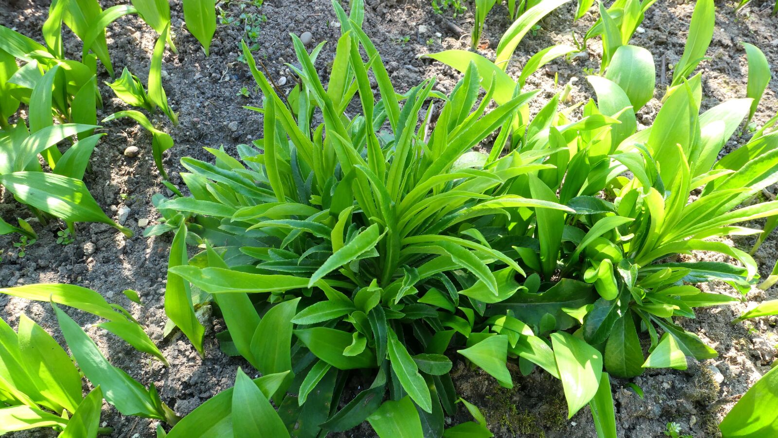 Panasonic Lumix DMC-LX10 (Lumix DMC-LX15) sample photo. Plants, green, spring photography