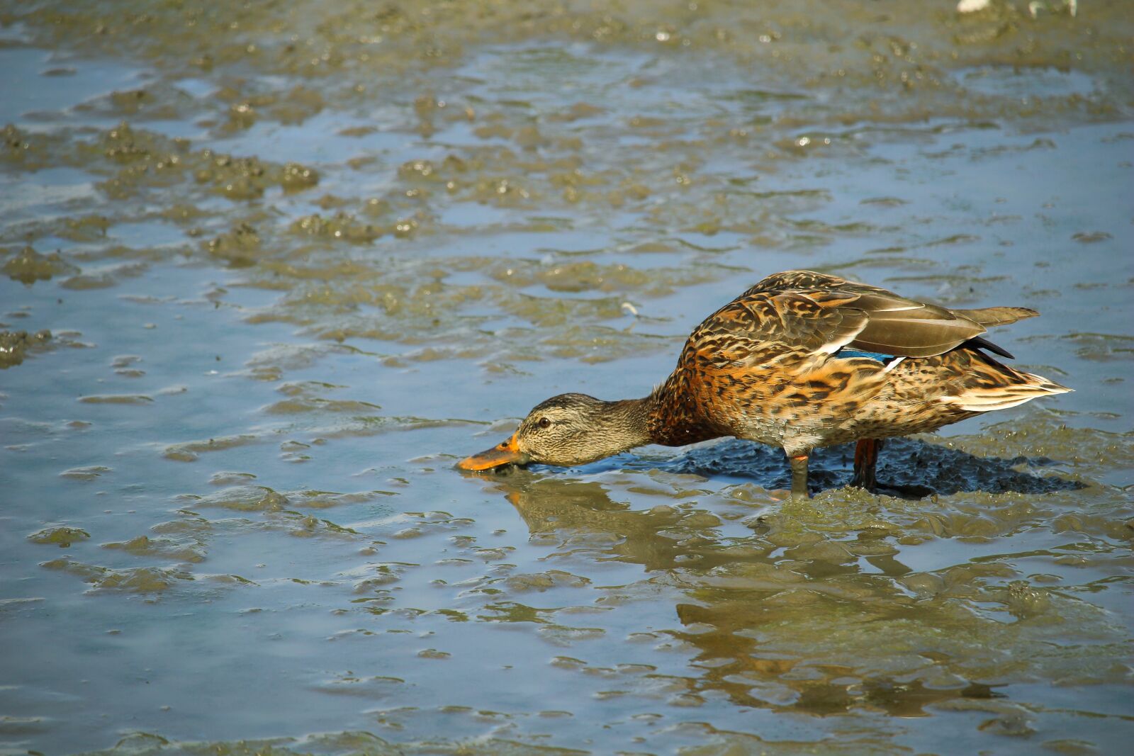 Canon EOS 100D (EOS Rebel SL1 / EOS Kiss X7) sample photo. Mallard, duck, water bird photography