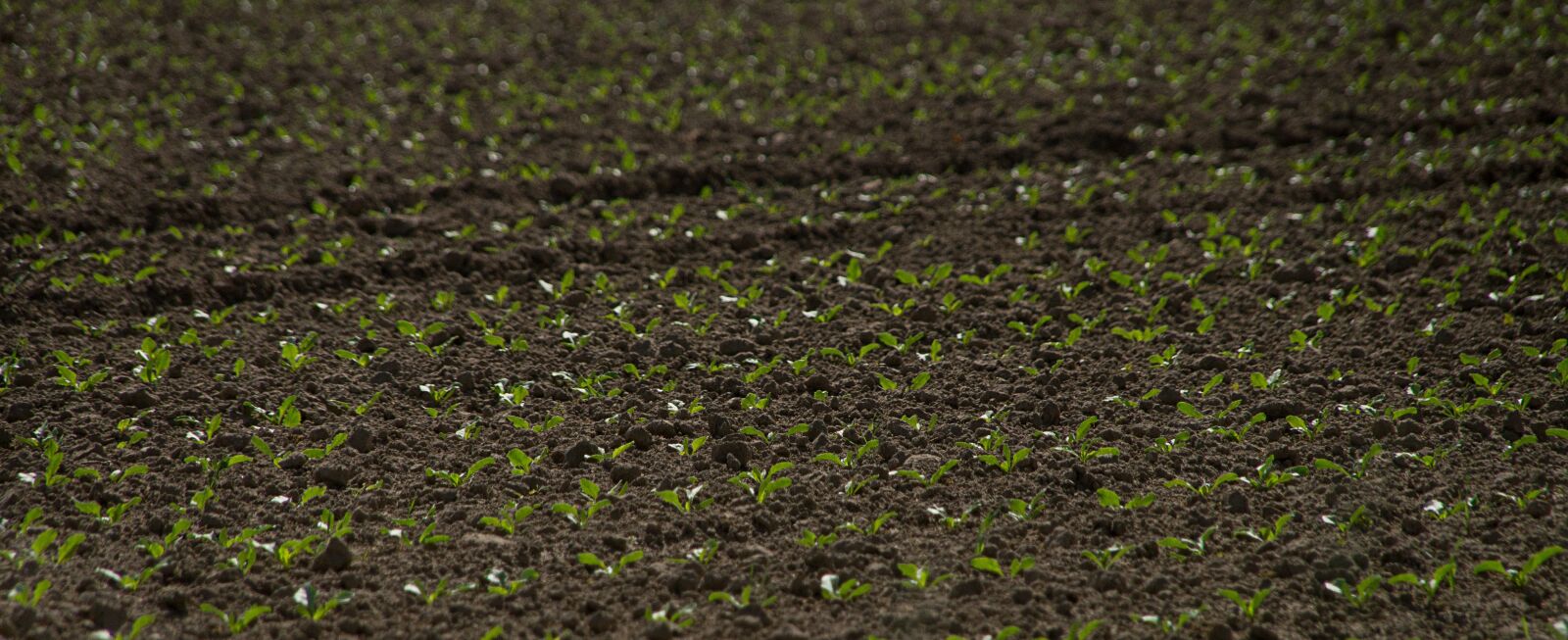 Sony SLT-A57 sample photo. Seed, harvest, bed photography
