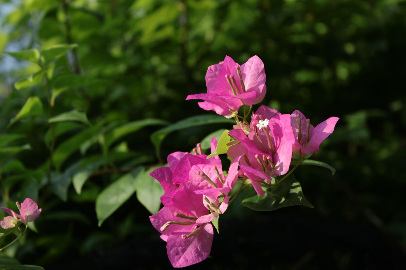 Canon EOS 500D (EOS Rebel T1i / EOS Kiss X3) sample photo. Garden, nature, plant photography