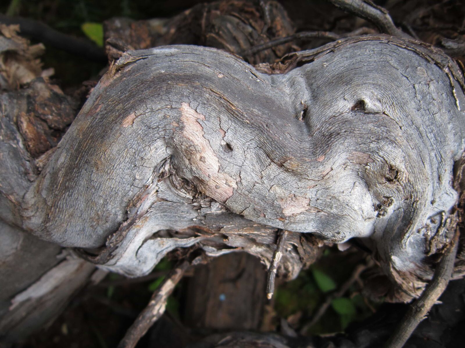 Canon PowerShot A3200 IS sample photo. Nature, tree, bark, flora photography