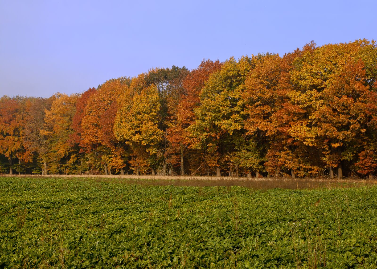 Canon EOS 50D sample photo. Forest, autumn, colorful photography