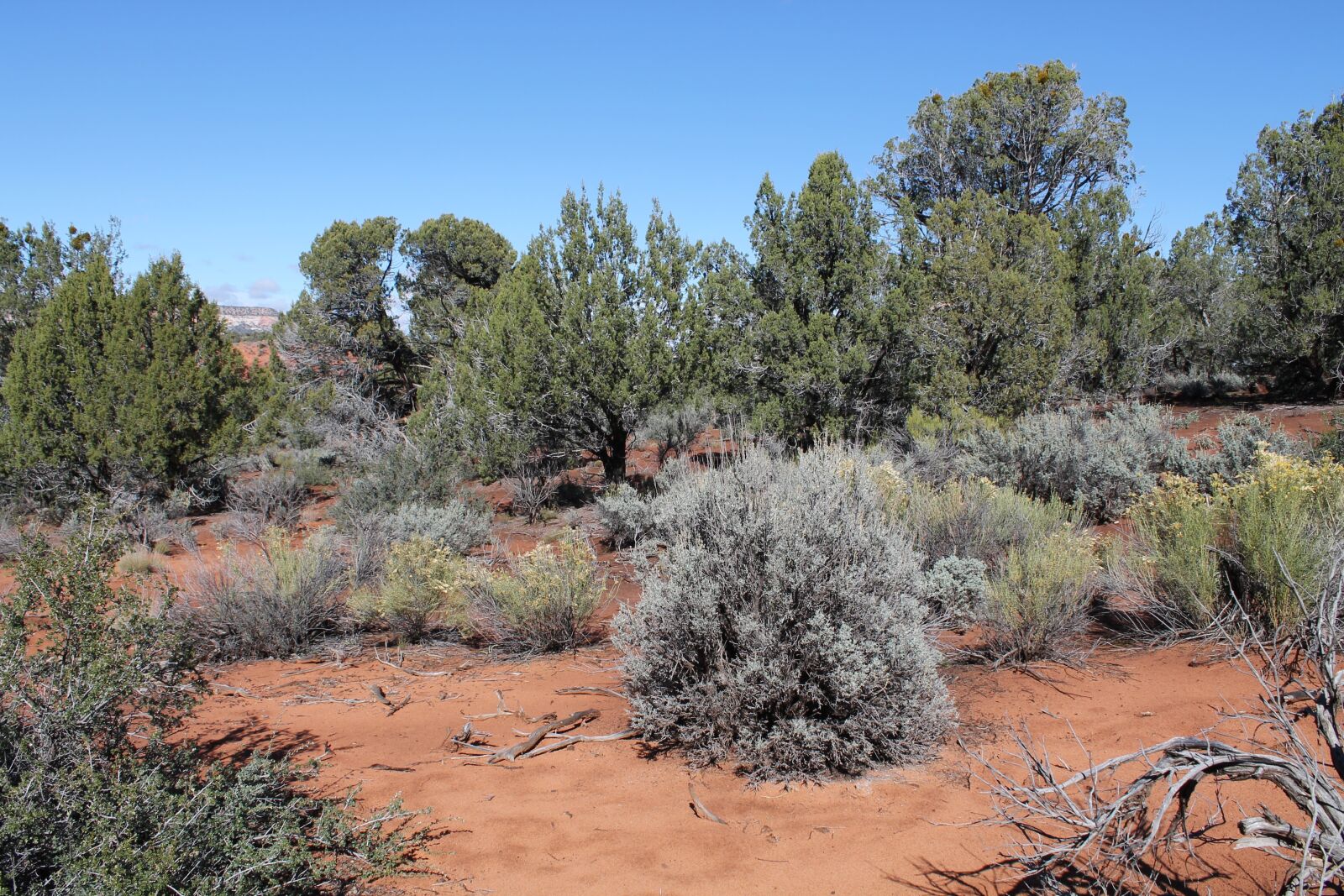 Canon EOS 1100D (EOS Rebel T3 / EOS Kiss X50) sample photo. Sand, utah, nature photography