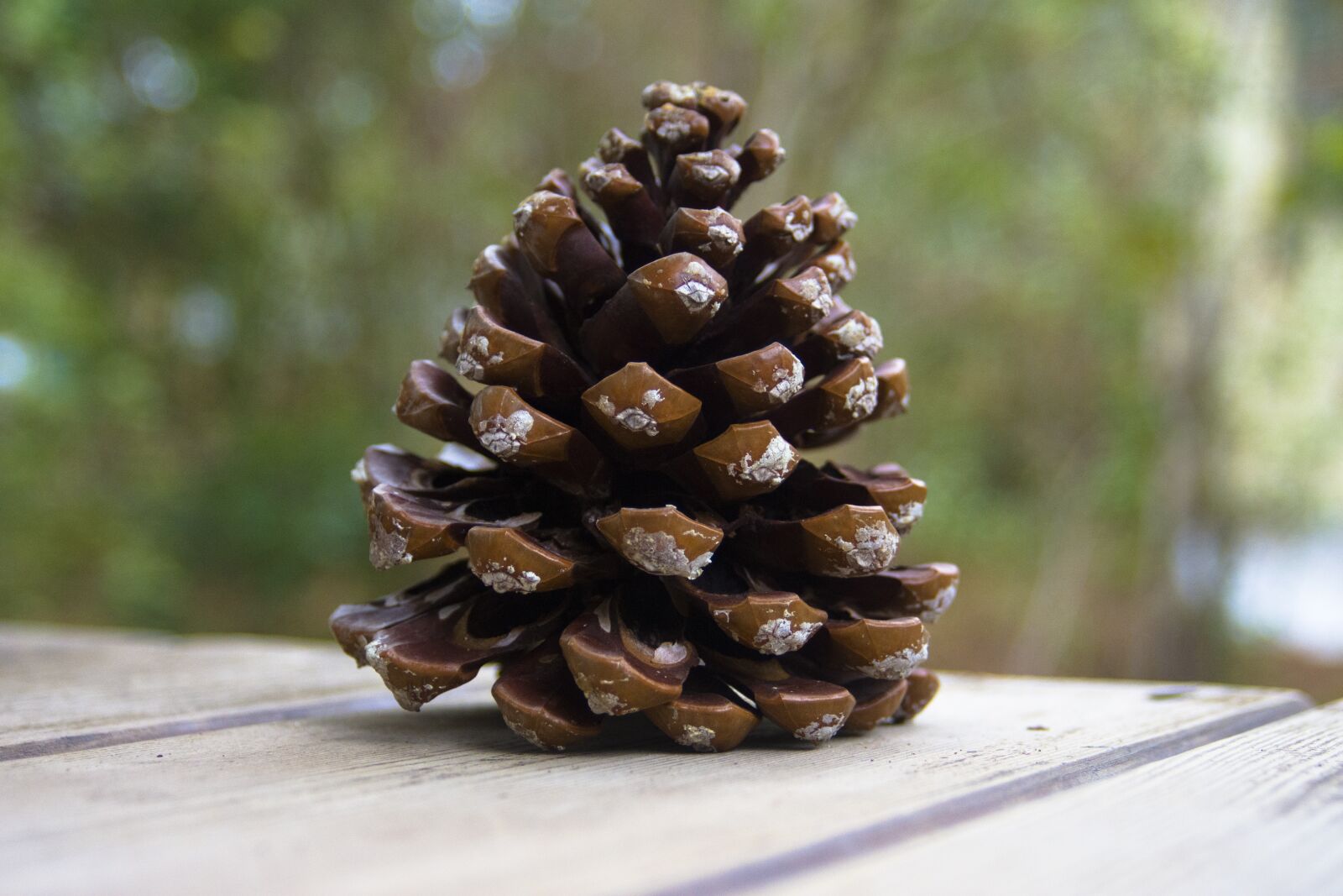 Nikon D7200 sample photo. Pine cones, pine, tap photography