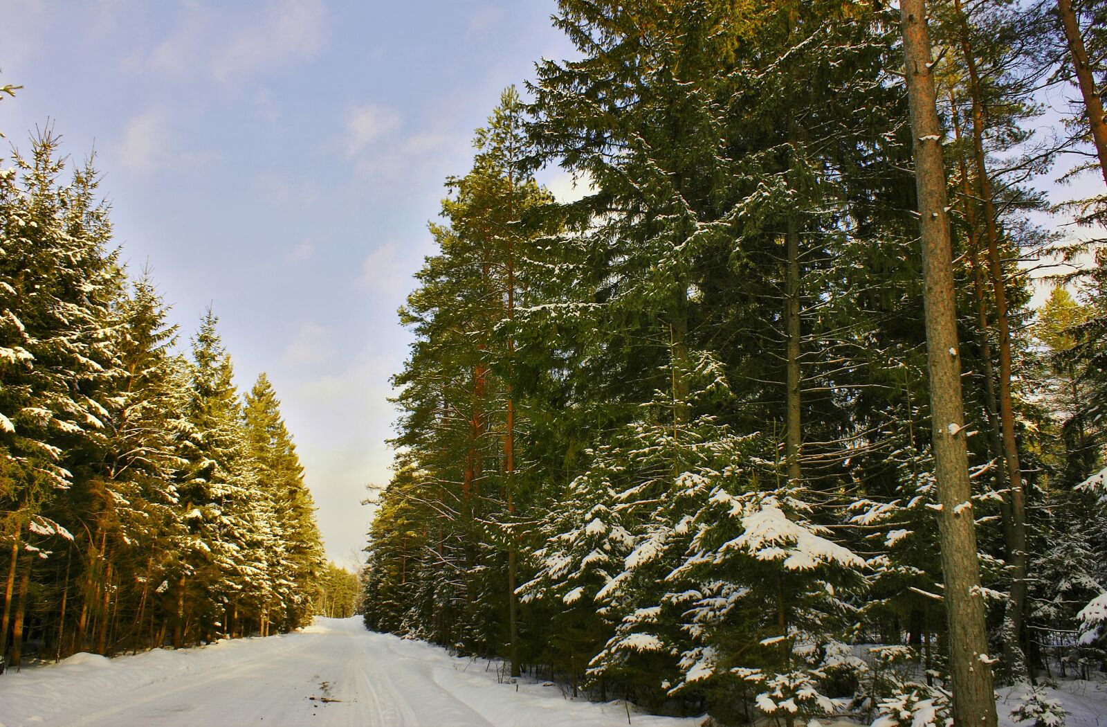 Sony Alpha DSLR-A100 sample photo. Way, forest, winter photography