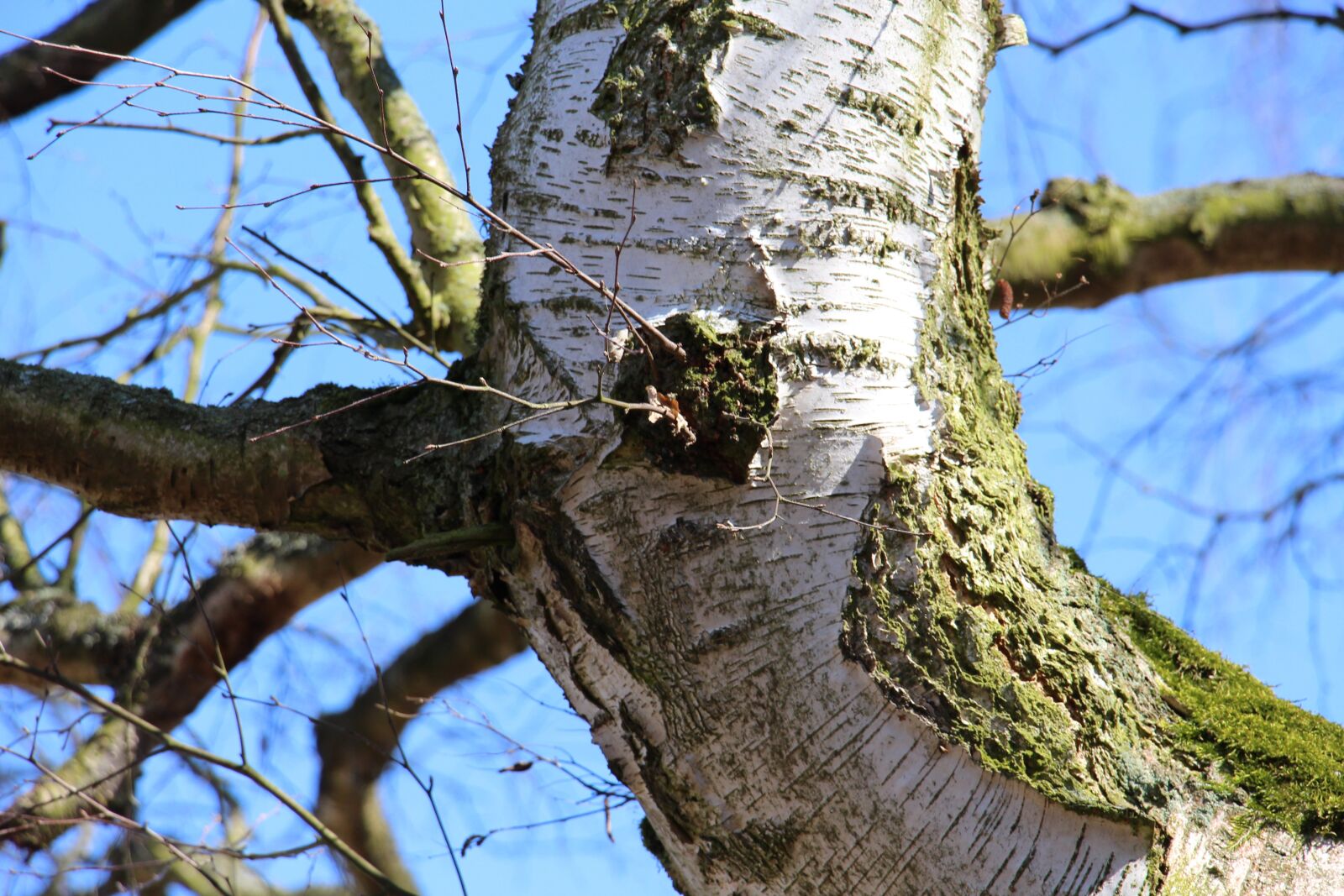 Canon EOS 700D (EOS Rebel T5i / EOS Kiss X7i) sample photo. Tree, birch, nat photography