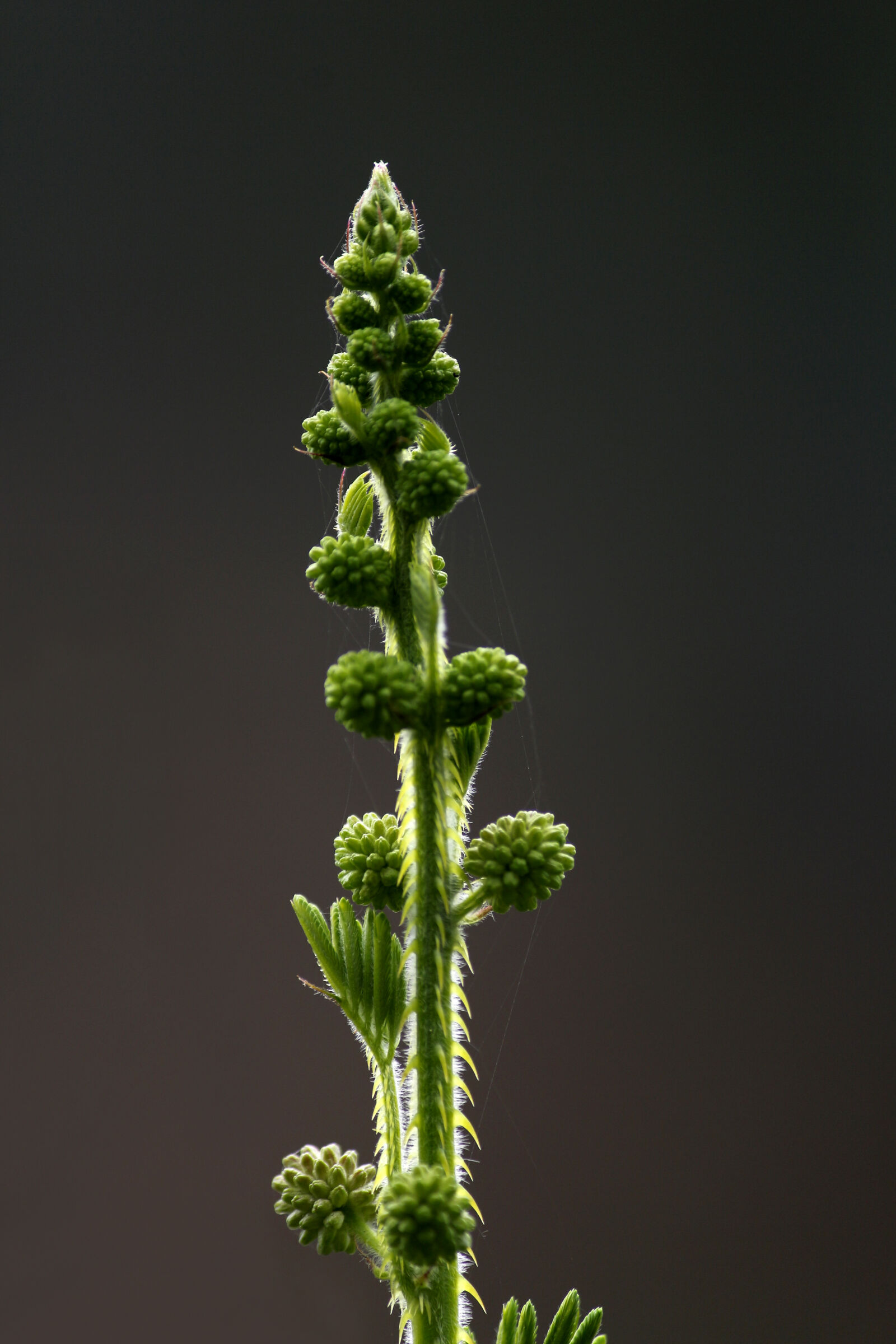 Canon EOS 700D (EOS Rebel T5i / EOS Kiss X7i) sample photo. Green, leaf, plant photography