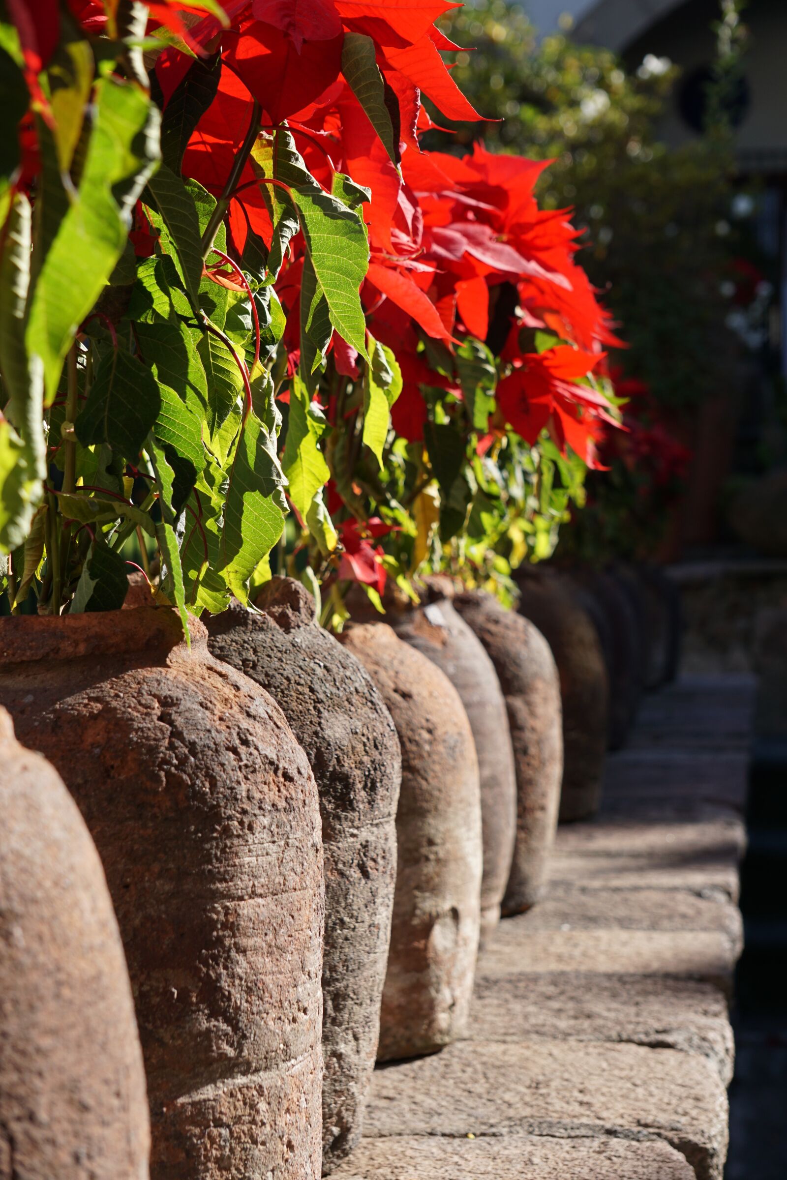 Sony E 55-210mm F4.5-6.3 OSS sample photo. Plants, good night, mud photography