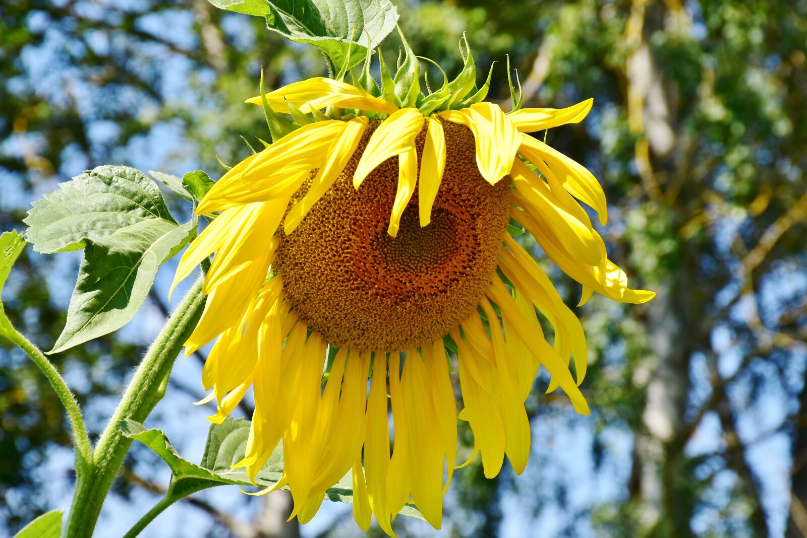 Nikon D7200 sample photo. Sunflower, faded, nature photography