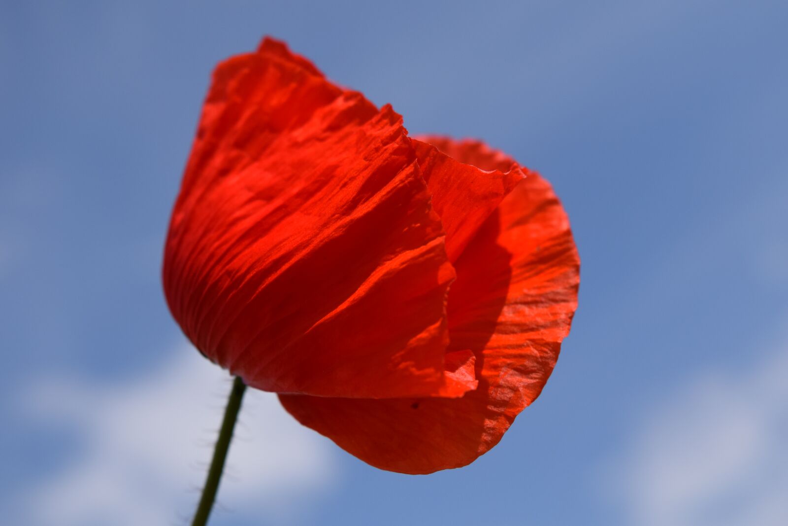 Nikon D3300 sample photo. Poppy, klatschmohn, red photography