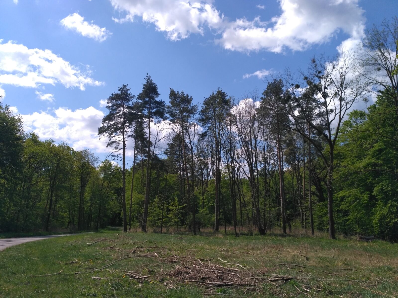 Xiaomi Redmi 3S sample photo. Forest, boar enclosure, trees photography