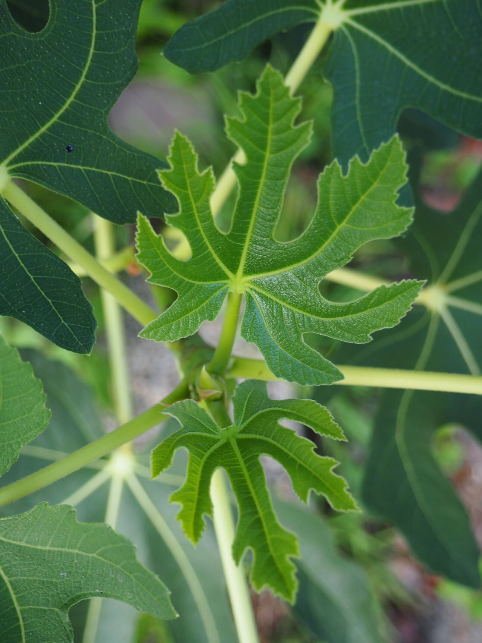 Olympus OM-D E-M10 sample photo. Fig leaf, leaf, green photography