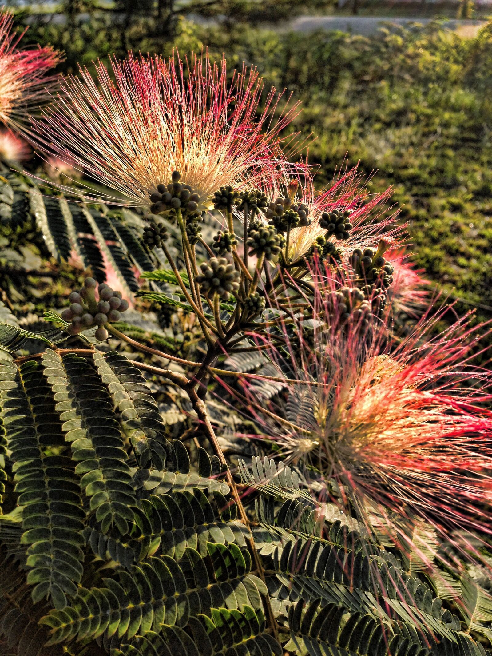 Apple iPhone 5 sample photo. Spiky, pink, flowers photography