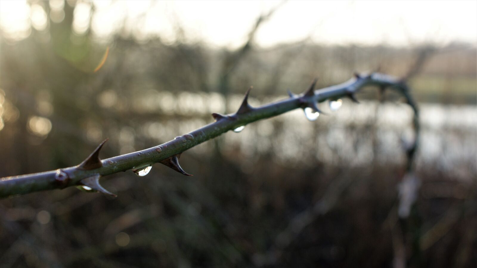 Sony Alpha DSLR-A350 sample photo. Thorn, branch, nature photography