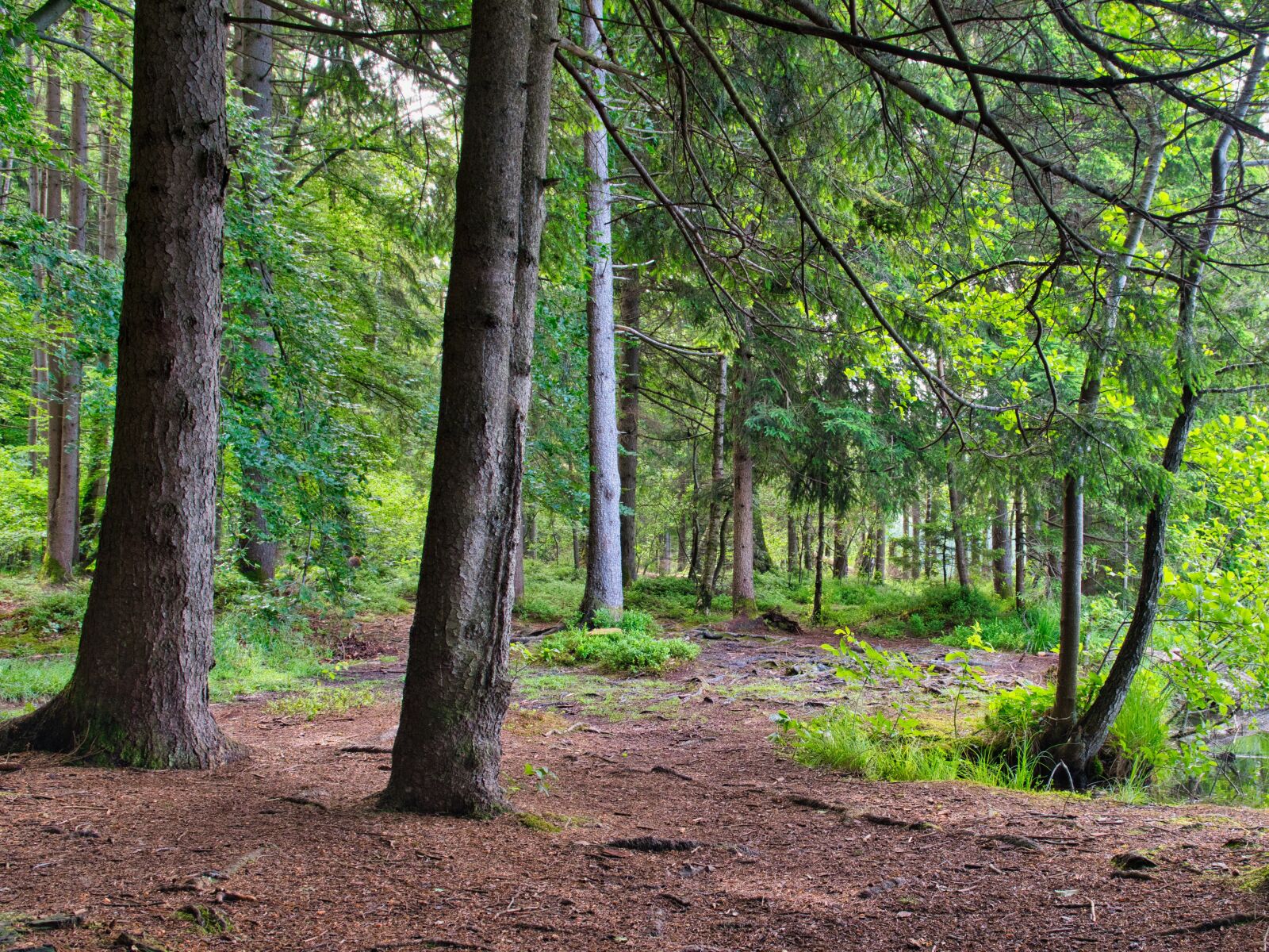 Nikon D7500 sample photo. Trees, forest, nature photography