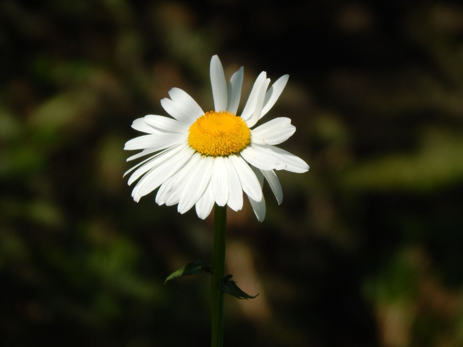 Nikon Coolpix L820 sample photo. Daisy, white flower, garden photography