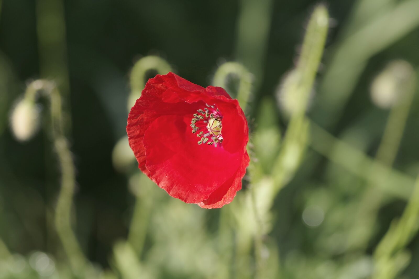 Pentax K-S2 sample photo. Poppy, flower, meadow photography