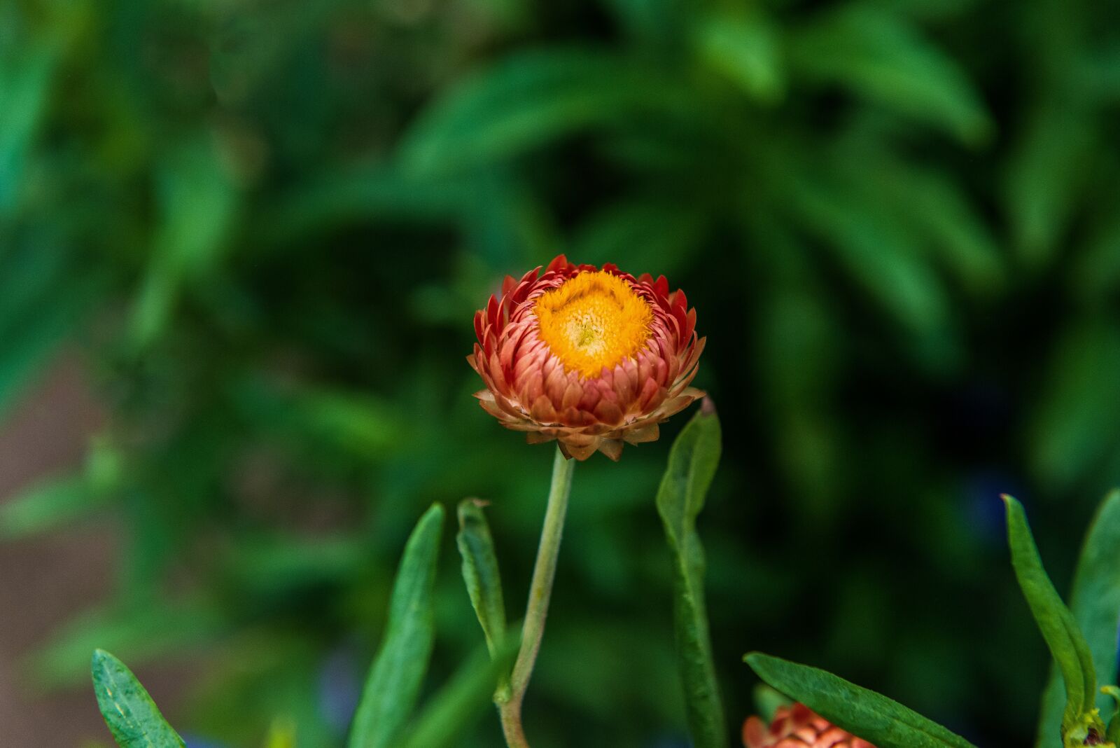 Nikon D800 sample photo. Flower, petals, leaves photography