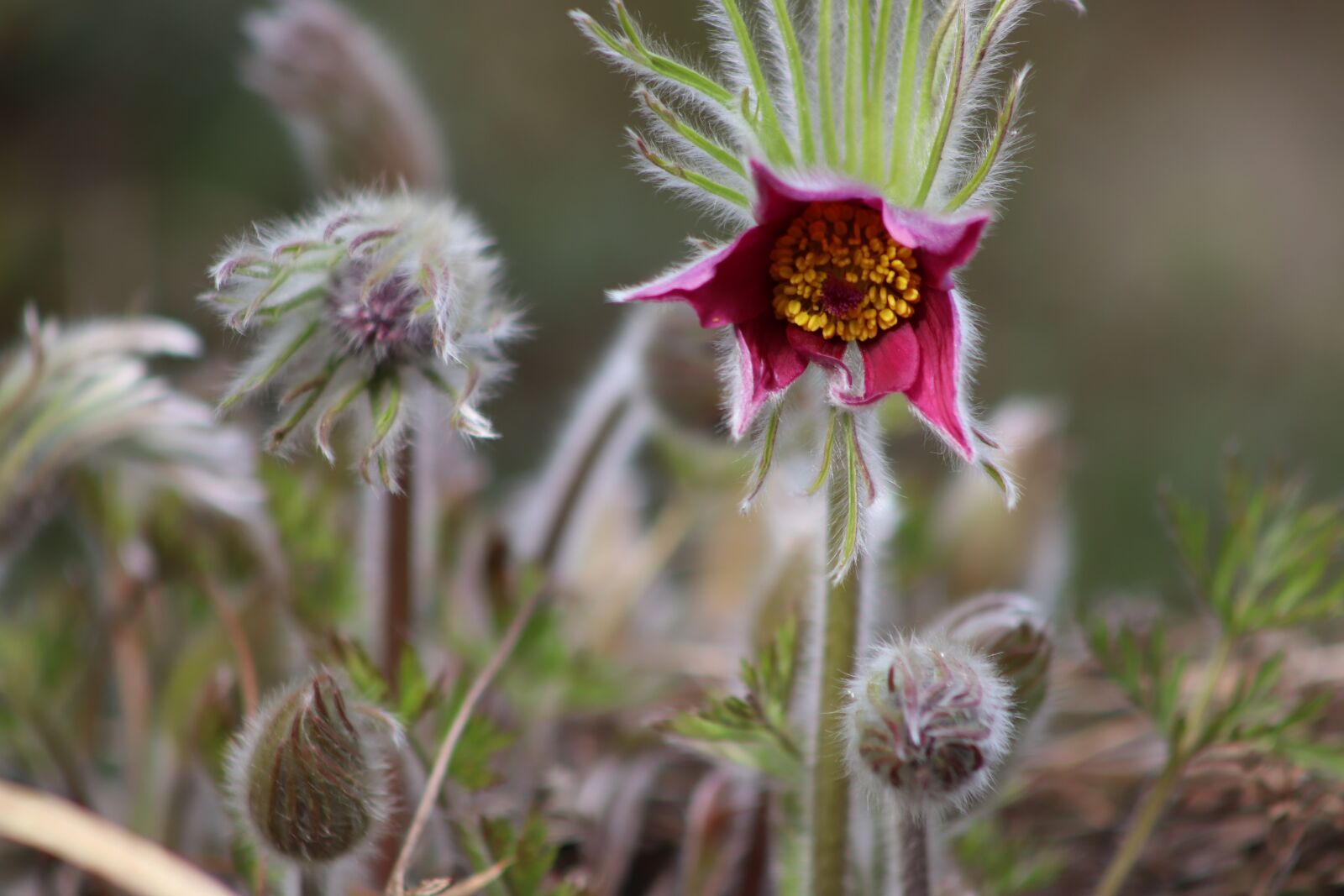 Canon EOS 800D (EOS Rebel T7i / EOS Kiss X9i) sample photo. Pasqueflower, pasque flower, flowers photography