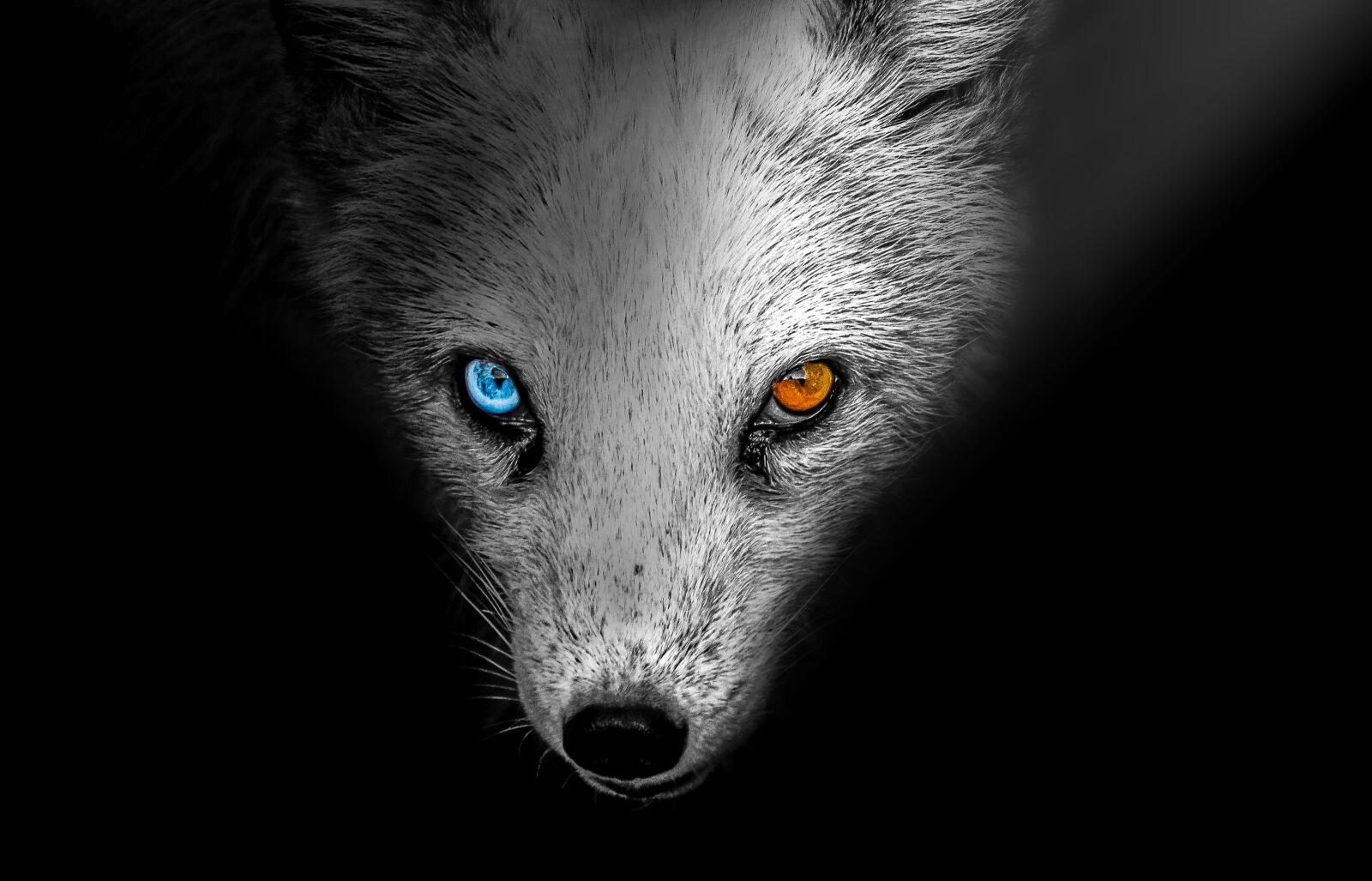 Sony a6000 sample photo. Arctic fox, animal, arctic photography