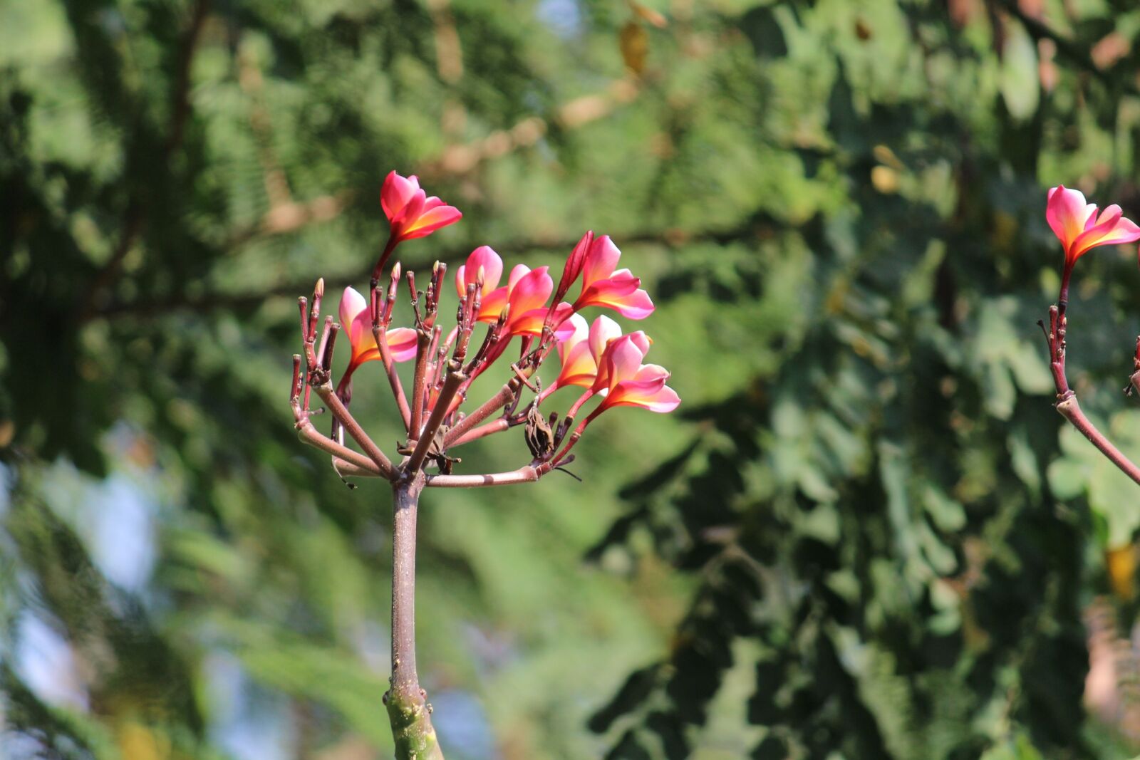Canon EF-S 55-250mm F4-5.6 IS sample photo. Blossom, pink, flowers photography