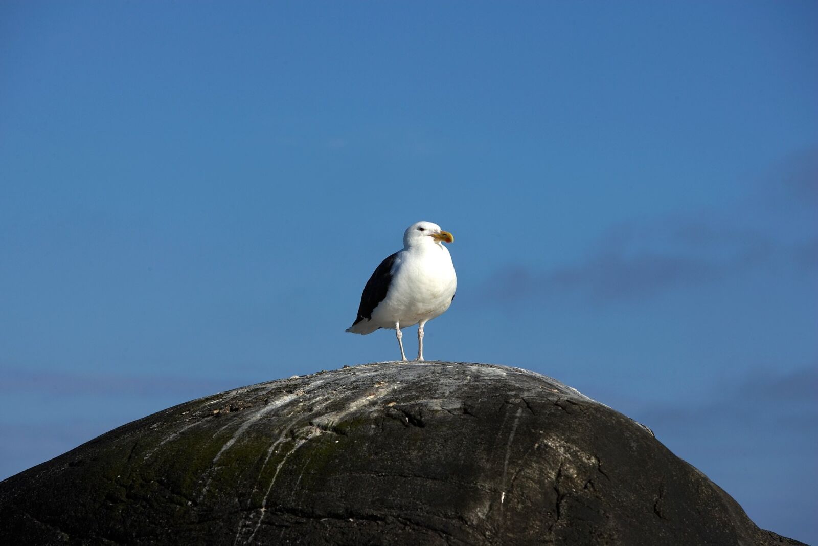 Canon EOS-1Ds Mark II sample photo. Gull, nature, summer photography