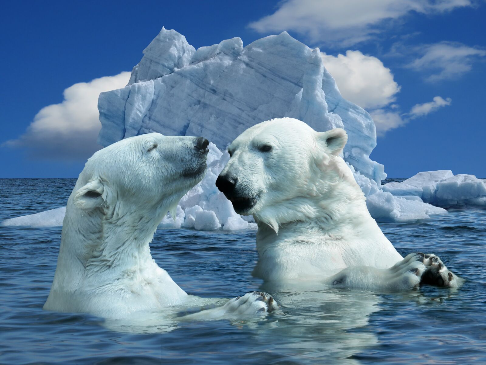 Canon PowerShot SX50 HS sample photo. Nature, polar bear, animal photography