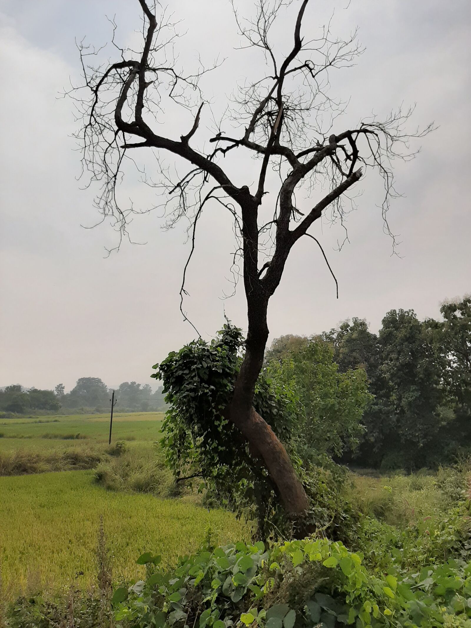 Samsung SM-A505F sample photo. Nature, beautiful nature, nature photography