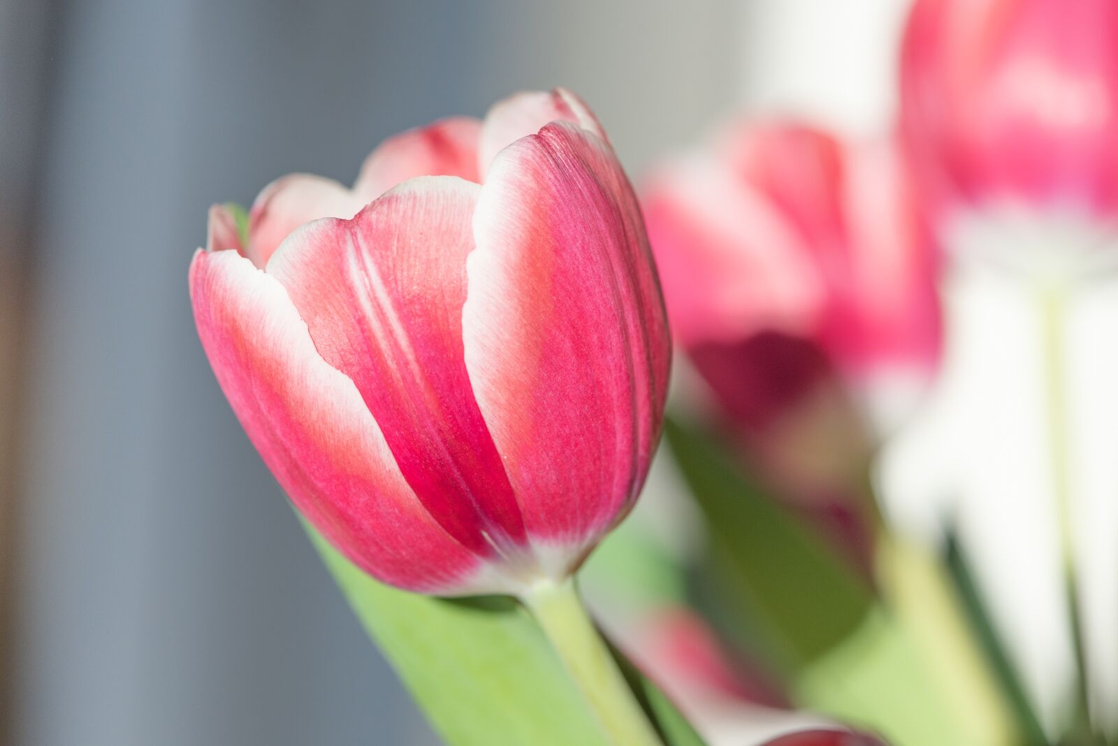 Nikon D750 sample photo. Tulip, flower, pink flower photography