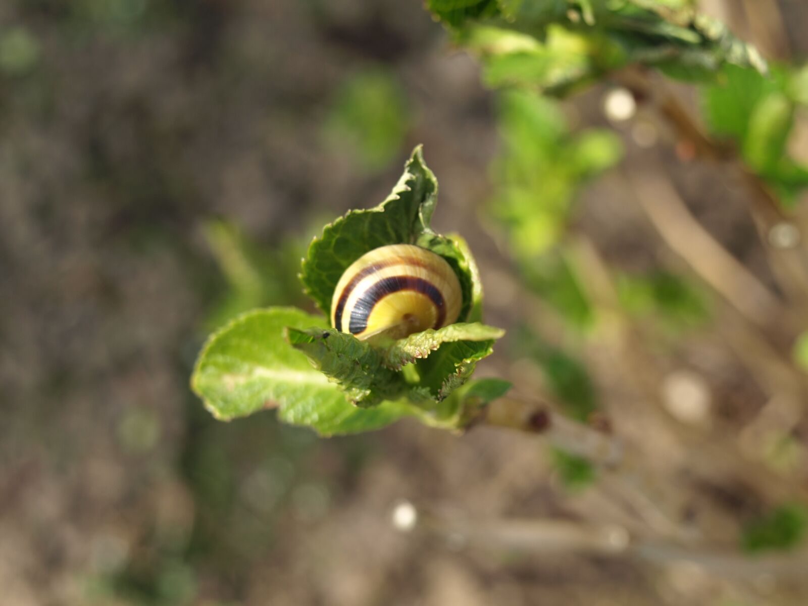 Olympus E-510 (EVOLT E-510) sample photo. Snail, shell, mollusk photography