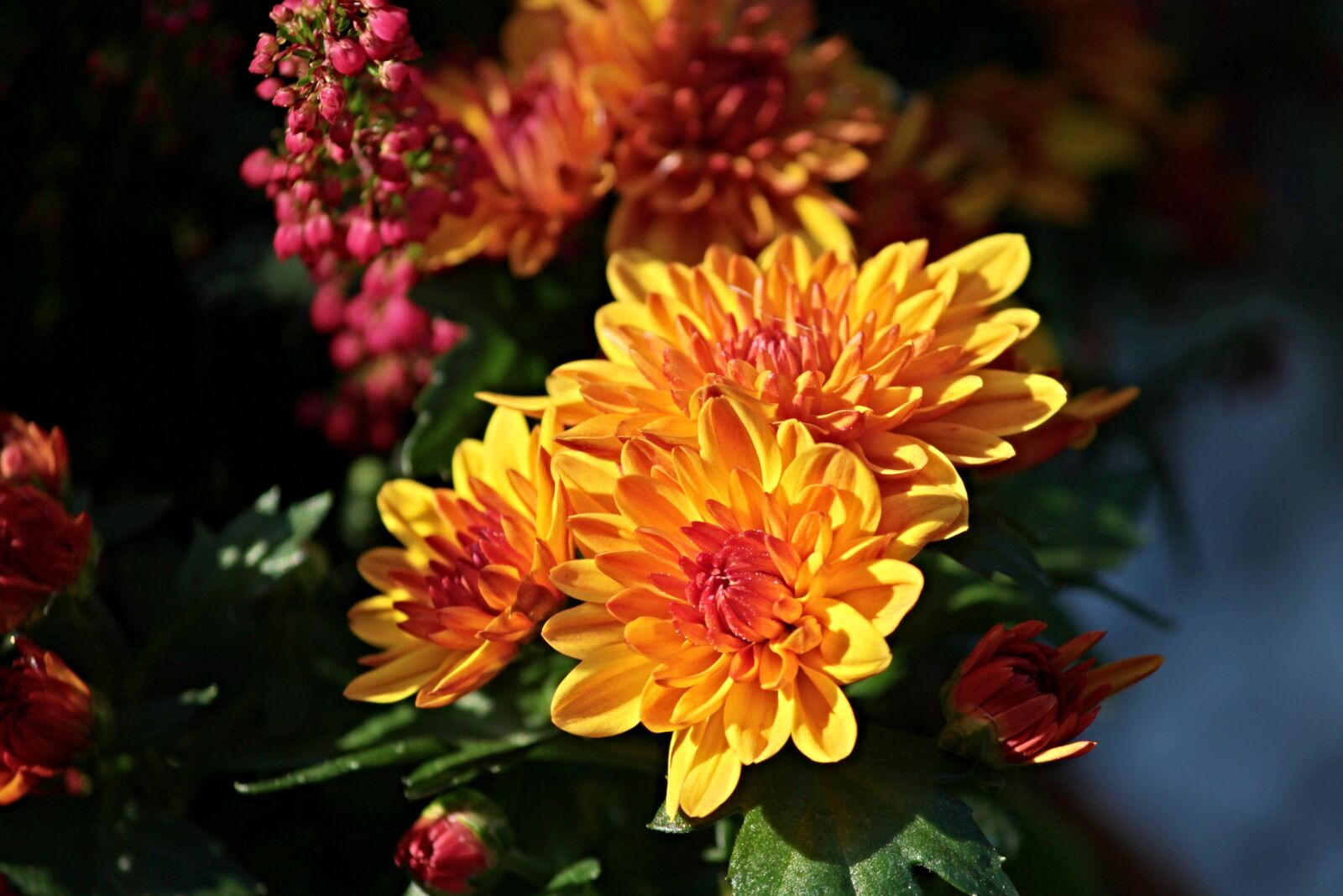 Canon EOS 1100D (EOS Rebel T3 / EOS Kiss X50) sample photo. Chrysanthemums, composites, blossom photography