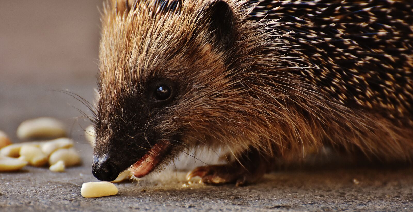 Nikon D7200 sample photo. Hedgehog child, young hedgehog photography