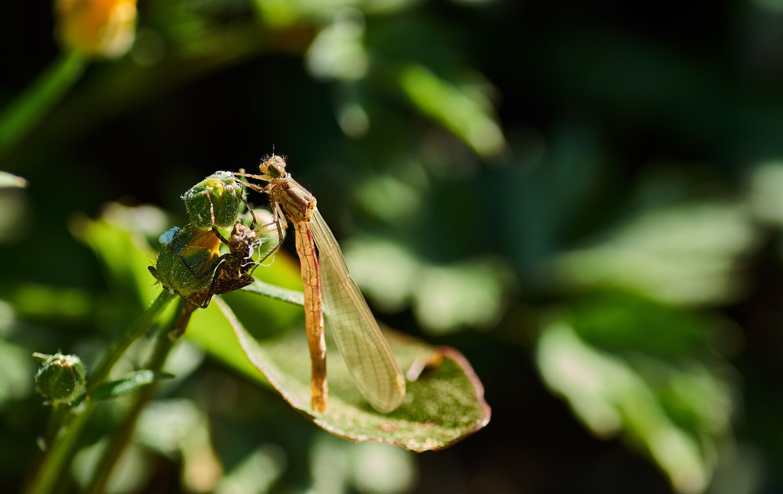 Sony SLT-A58 sample photo. Dragonfly, water, green photography