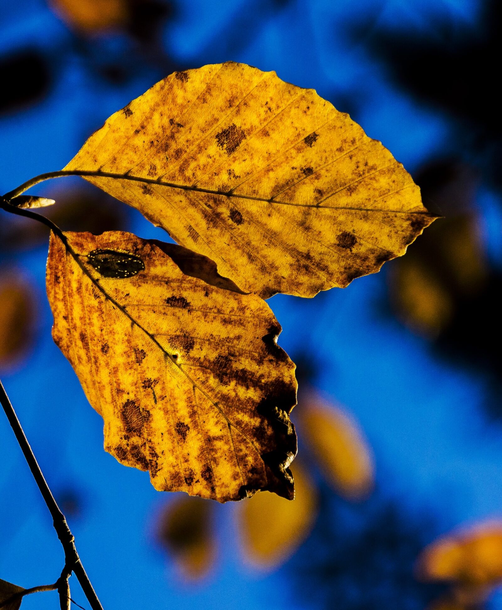 Nikon D5100 sample photo. Nature, autumn, foliage photography
