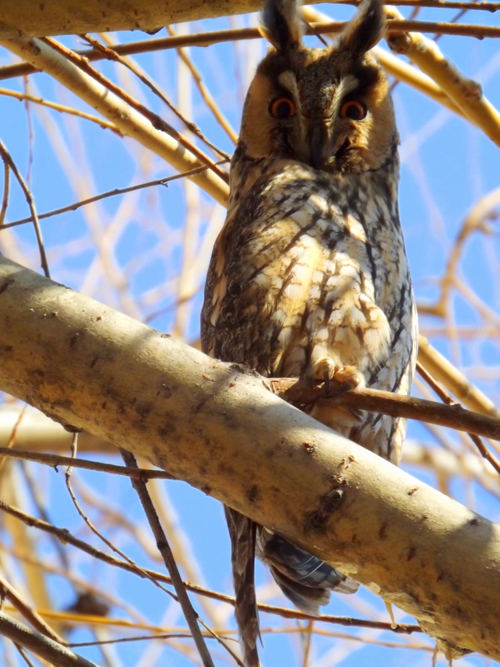 Fujifilm FinePix S4500 sample photo. Owl, birds, tree photography