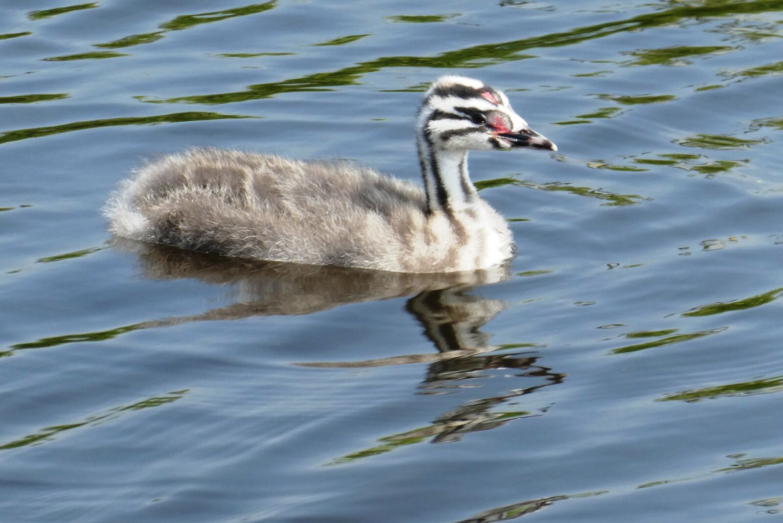 Panasonic Lumix DC-ZS70 (Lumix DC-TZ90) sample photo. Young great crested grebe photography