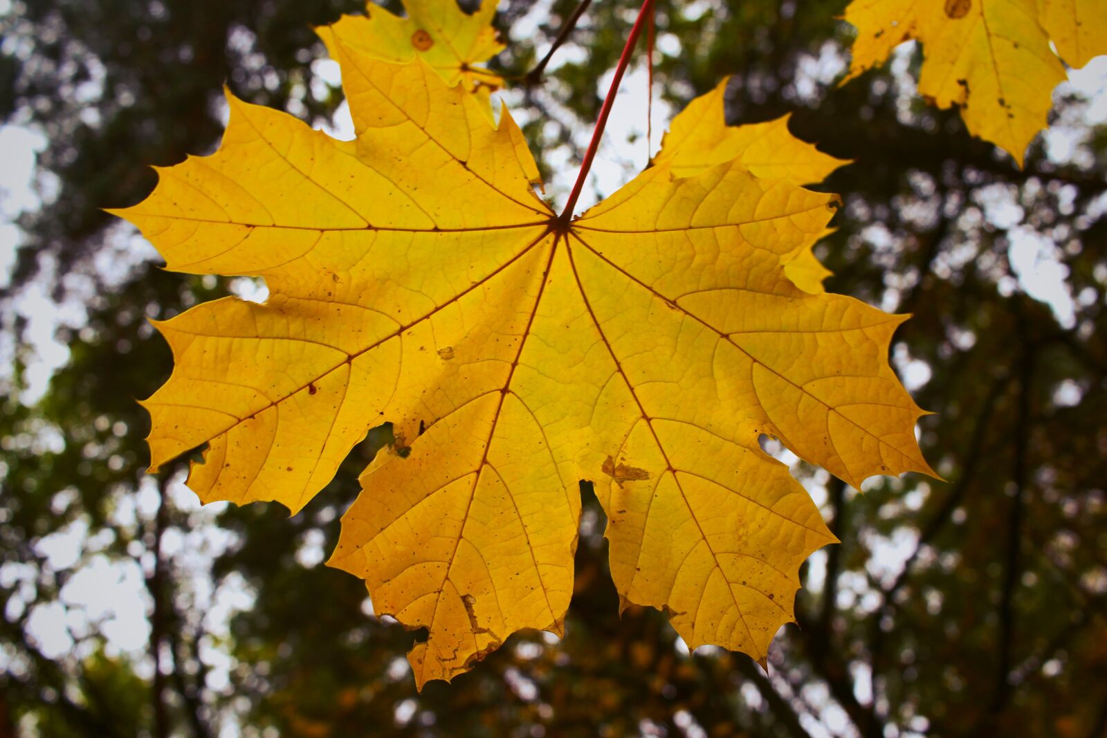 Canon EF-S 24mm F2.8 STM sample photo. Maple leaf, leaf, leaves photography