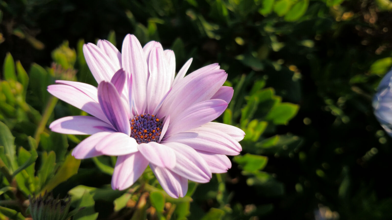 Sony Xperia Z1 sample photo. Flower photography