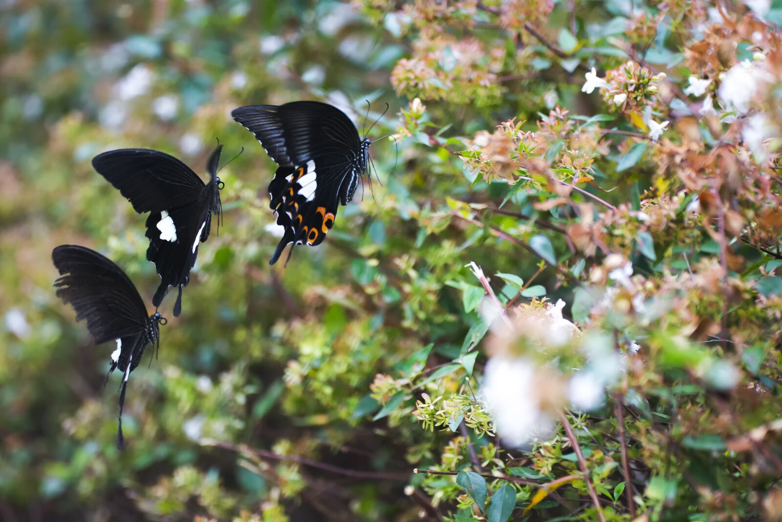 Nikon D800 sample photo. Wallpaper wide, one, love photography