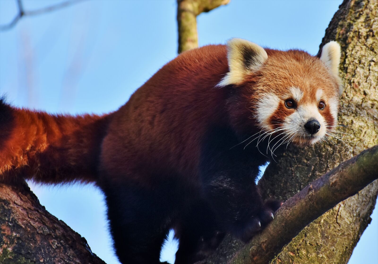 Nikon D7200 sample photo. Panda, panda bear, brown photography