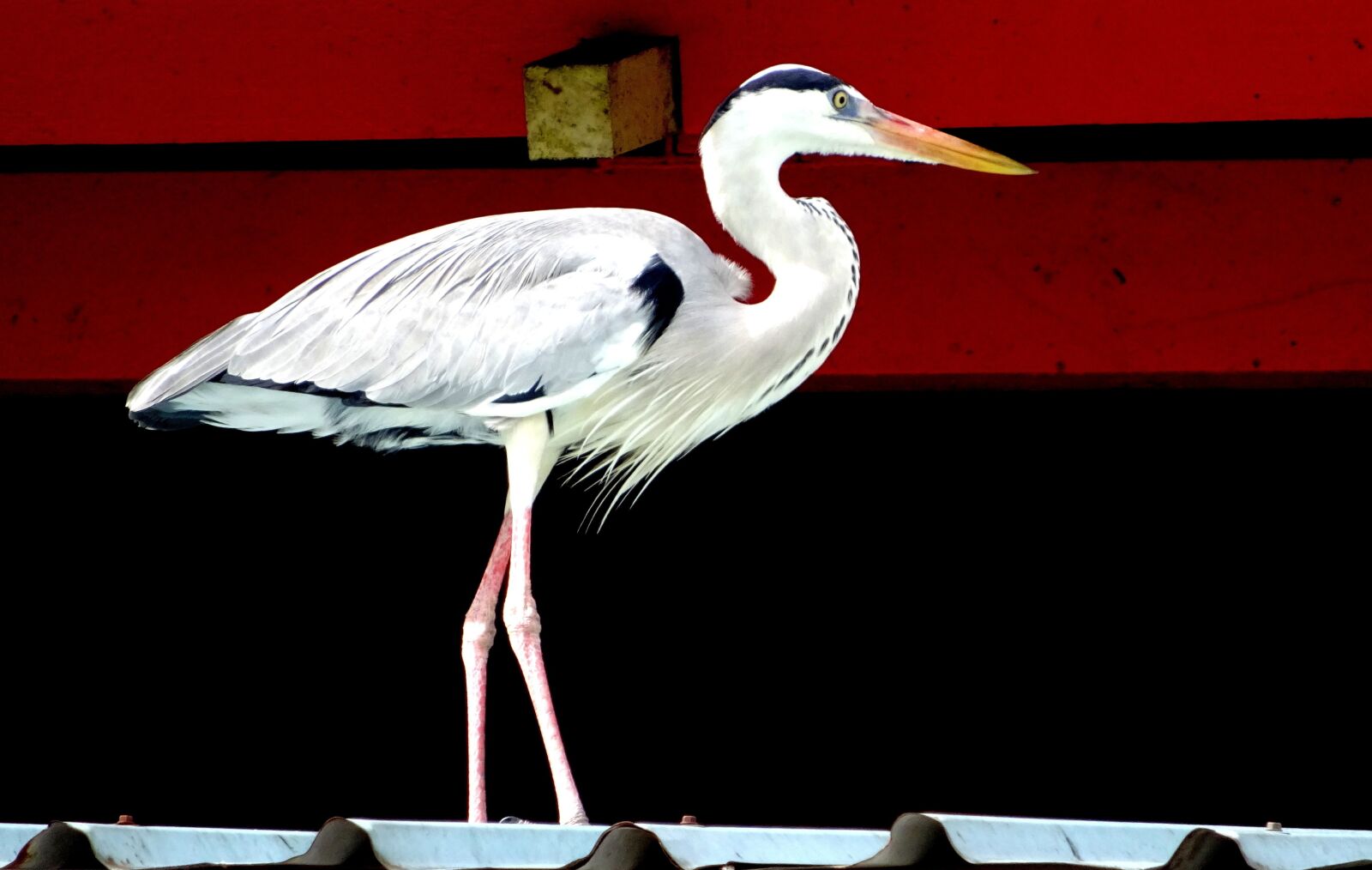 Sony Cyber-shot DSC-WX350 sample photo. Bird, heron, grey heron photography